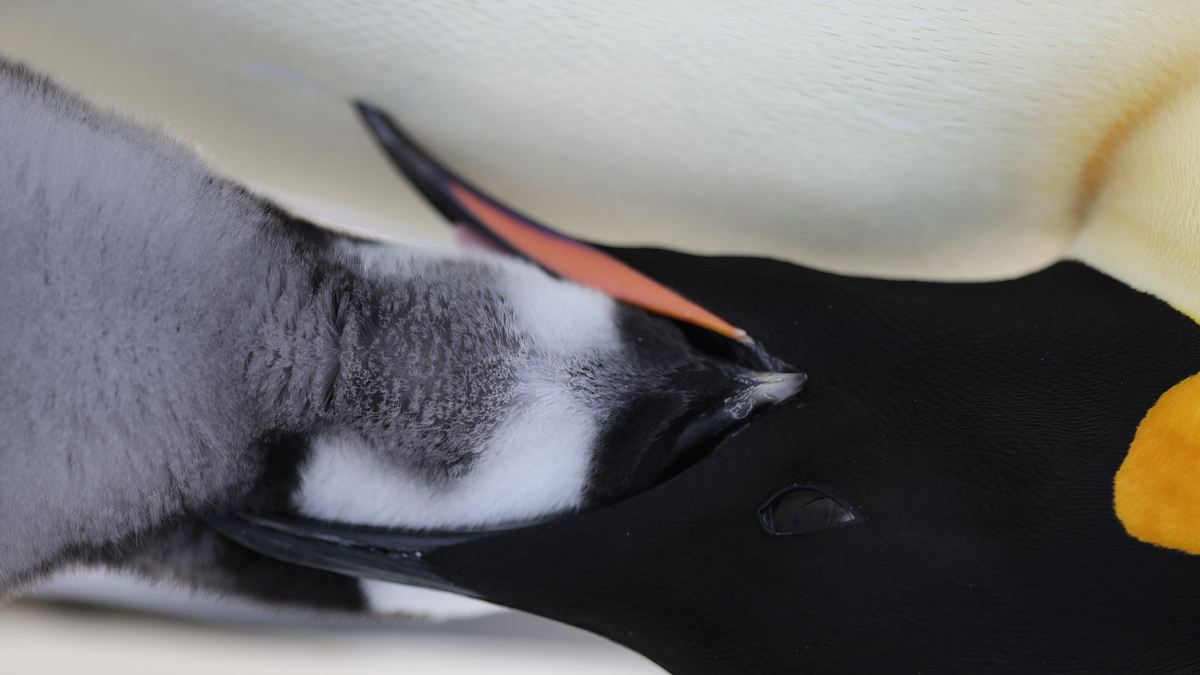 die geheimnisvolle welt der pinguine
