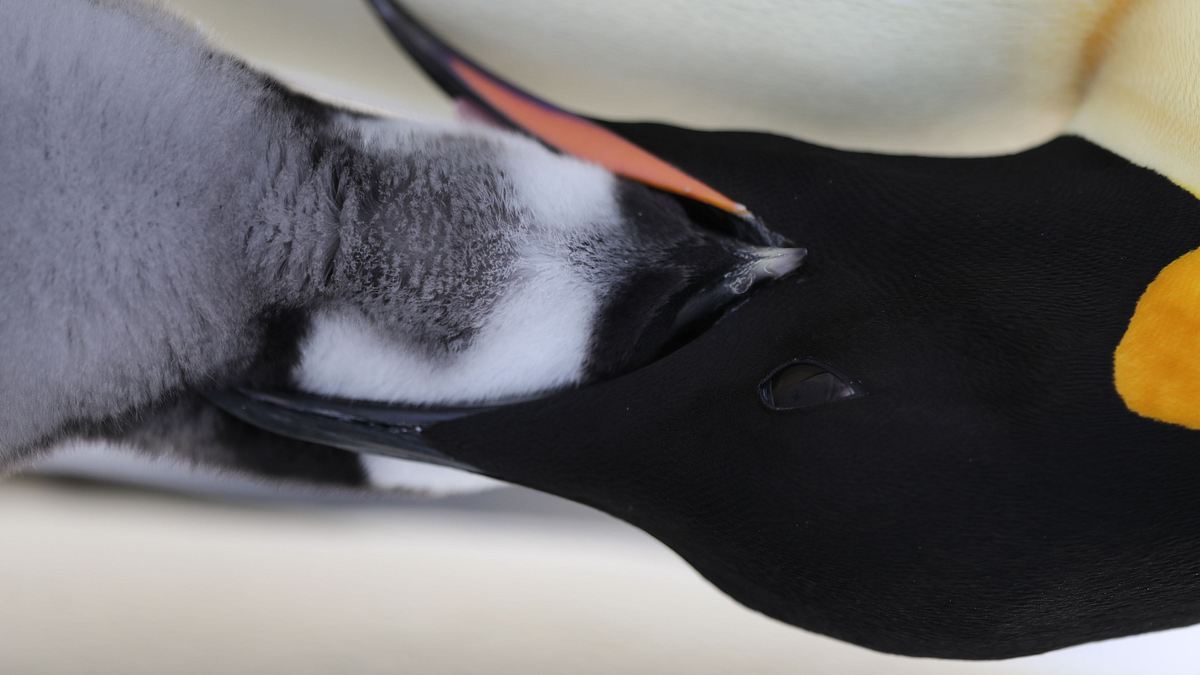die geheimnisvolle welt der pinguine