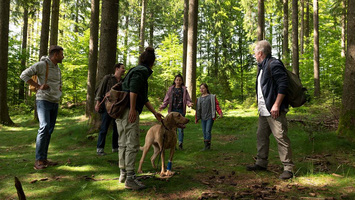 tiere bis unters dach