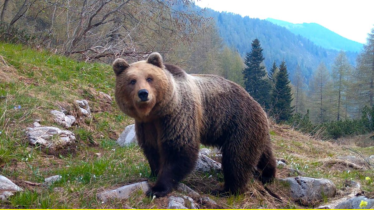 plötzlich stille - wildtiere in der pandemie