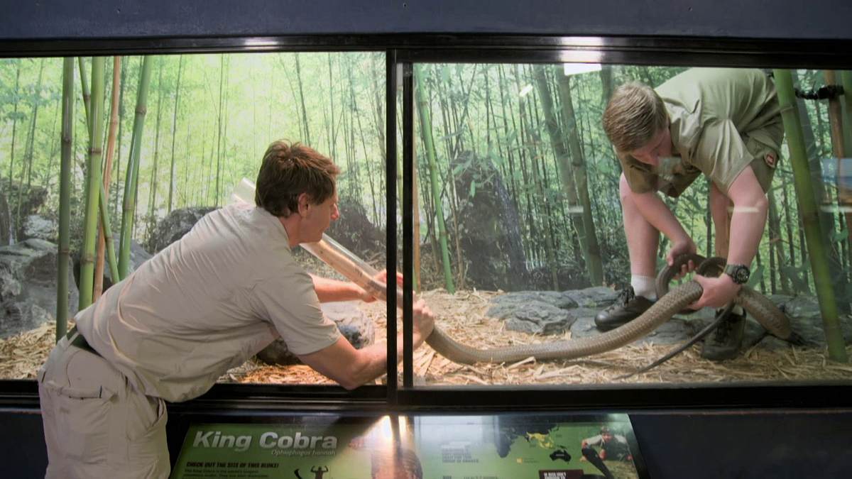 die irwins - crocodile hunter family