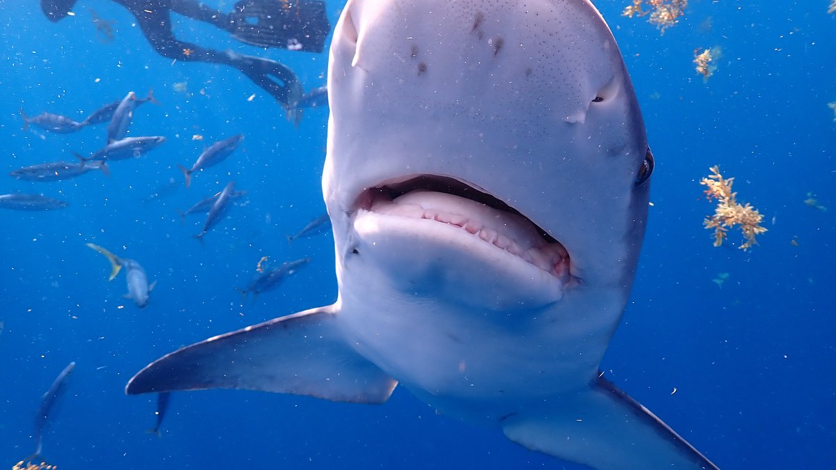 hai vs. delfin: tatort bahamas