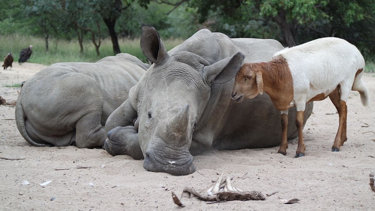 tierische freundschaften