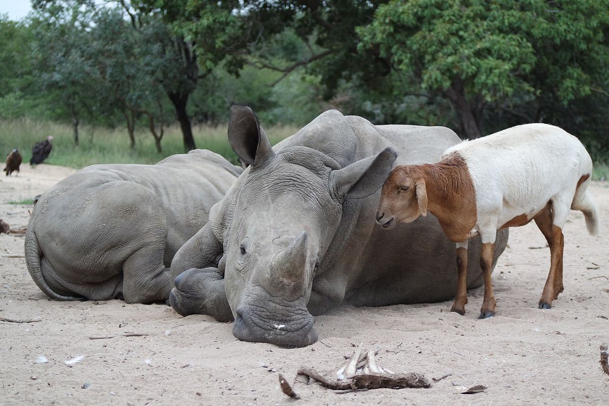 Tierische Freundschaften tierische freundschaften