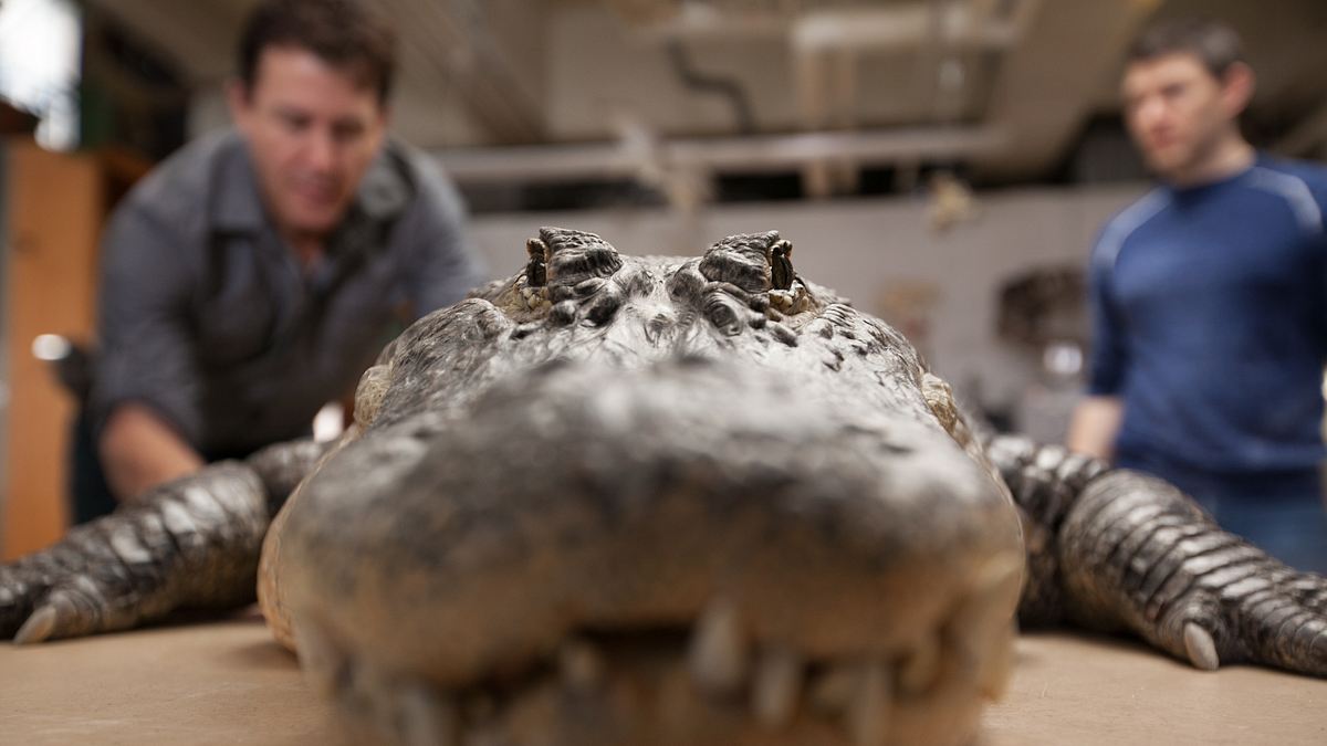 spinosaurus: der urzeit-gigant