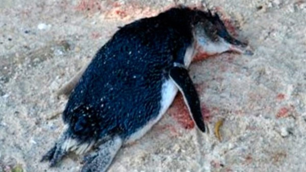 geheimakte wildnis