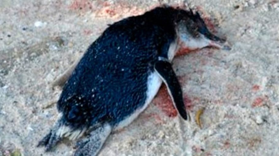 geheimakte wildnis