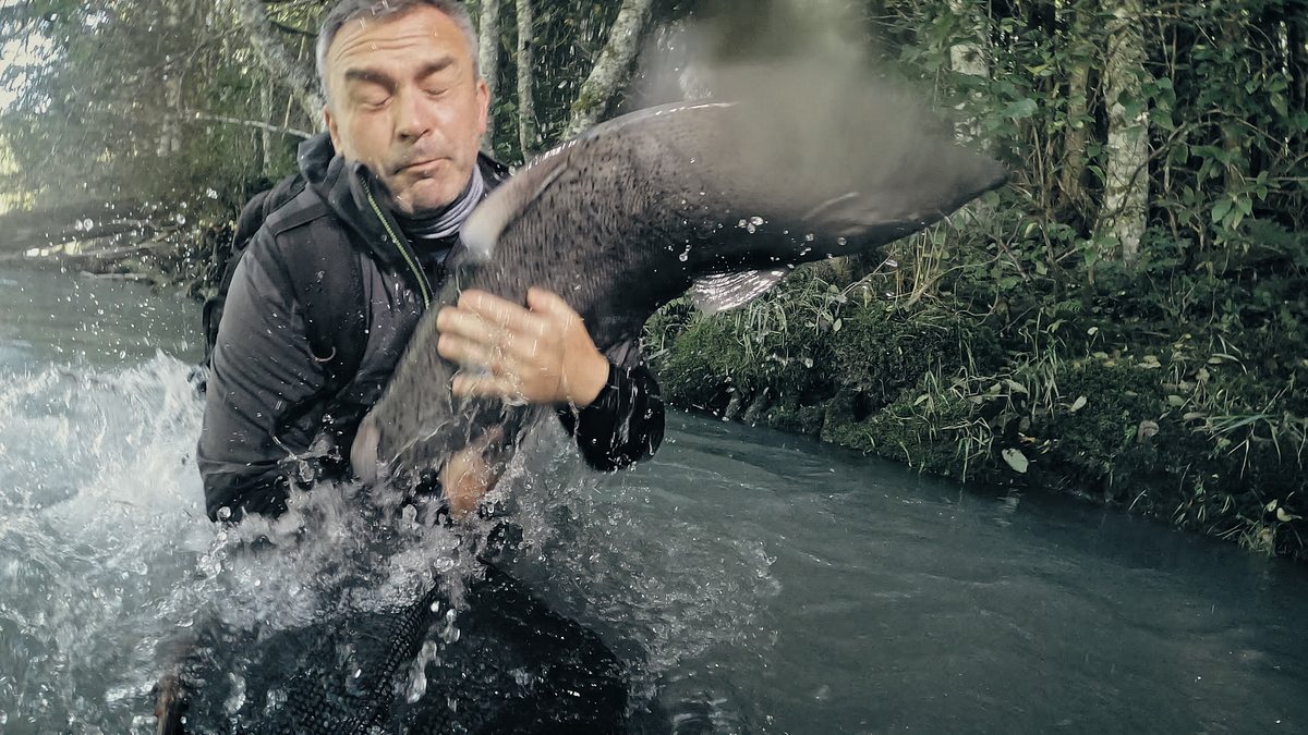 giganten unter wasser - riesenfischen auf der spur