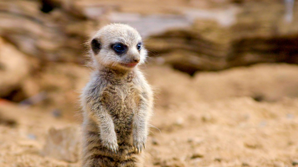 zoo und so - tierisch wild!