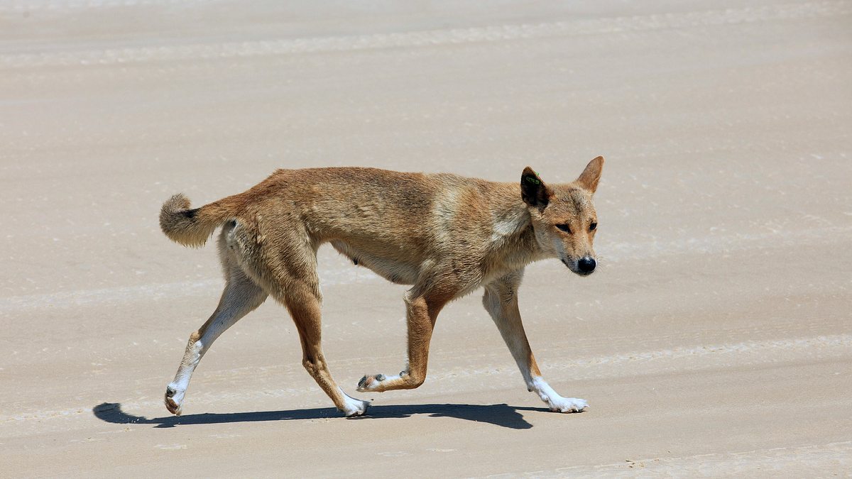 australiens wilde ...