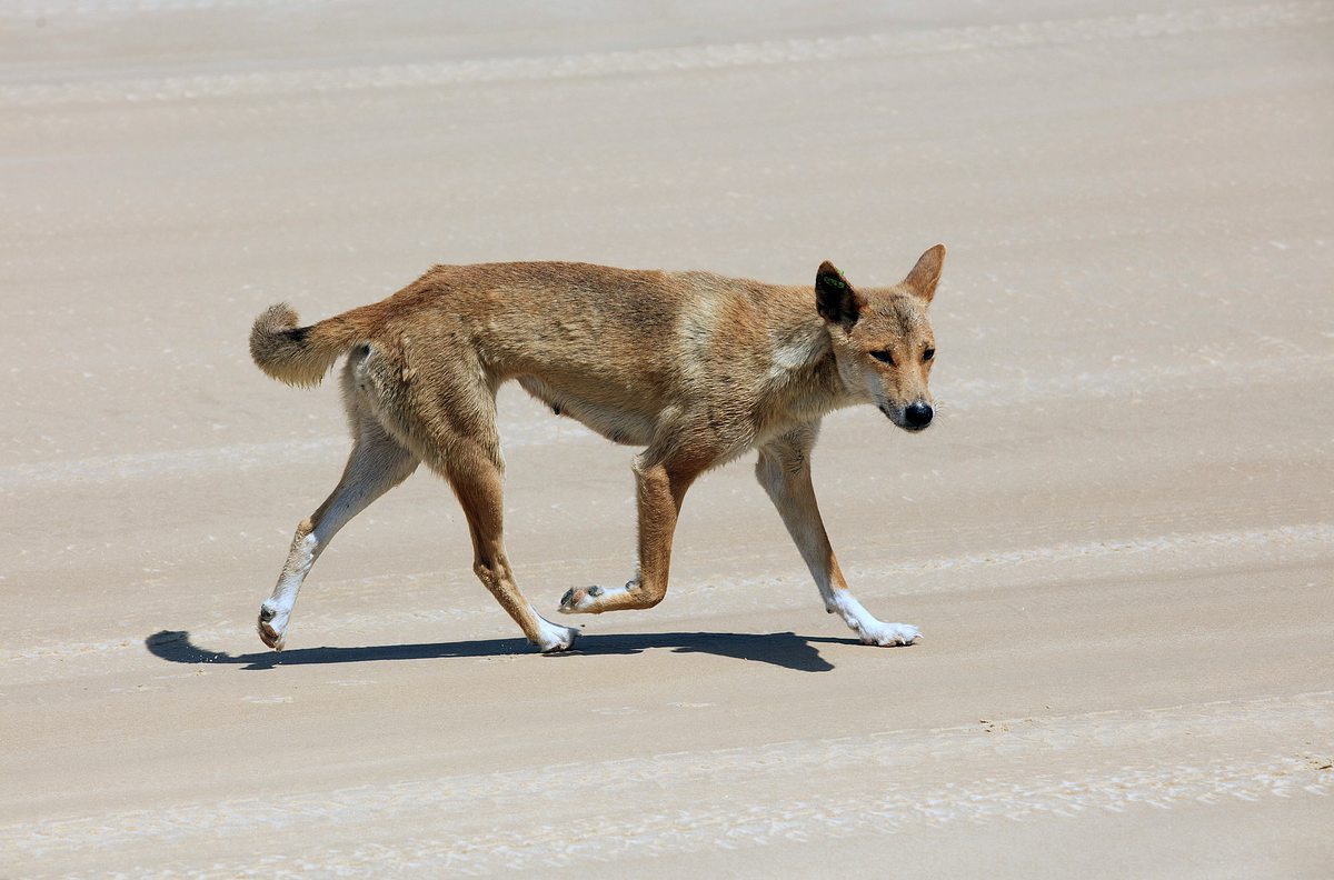 Australiens wilde ... australiens wilde ...
