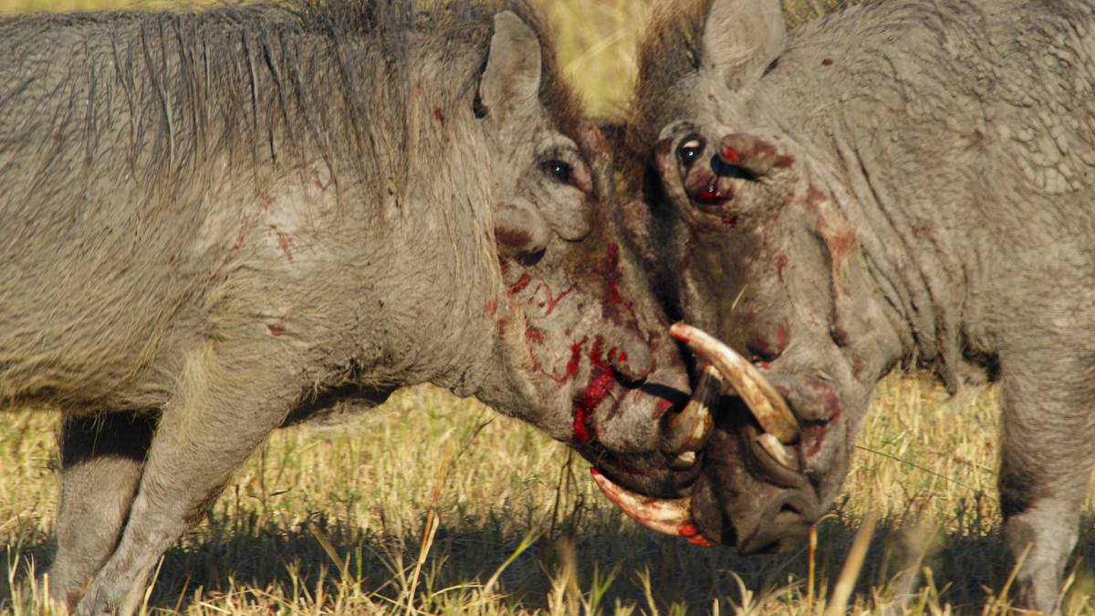 Afrikas wilde Tierwelt afrikas wilde tierwelt