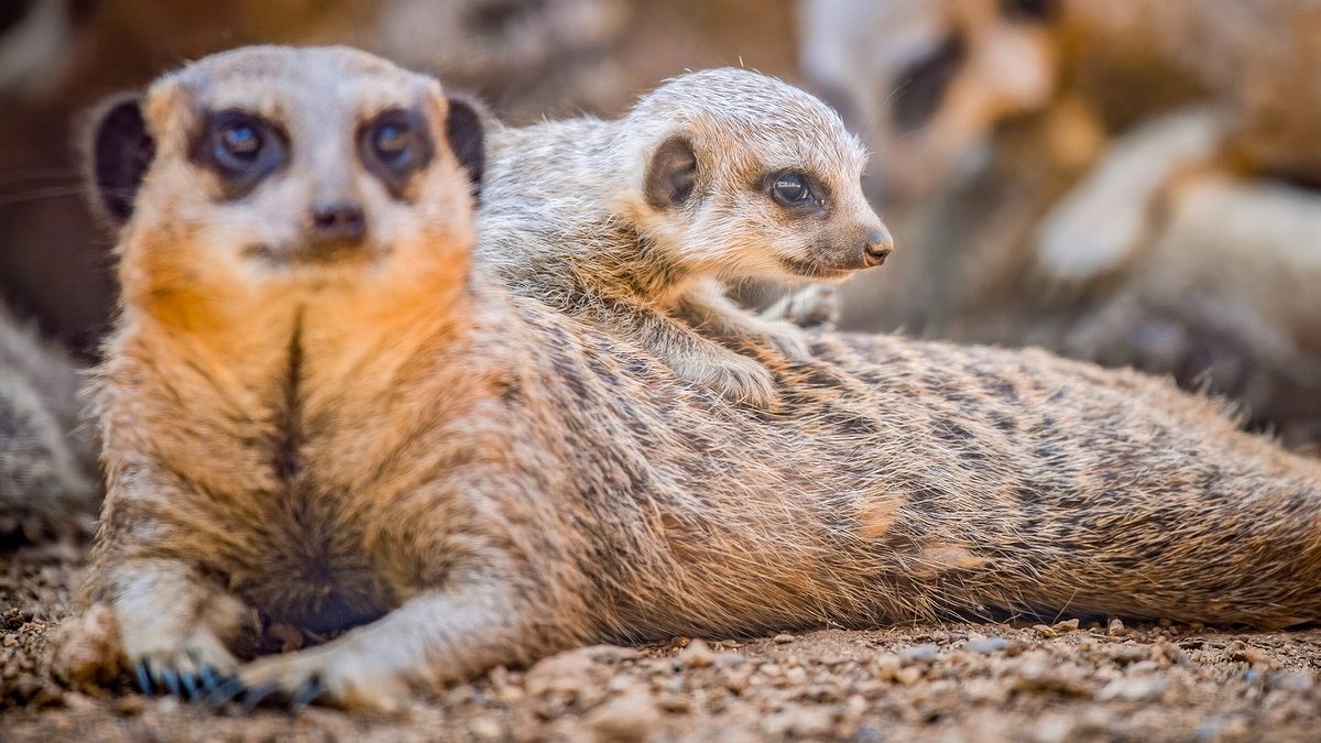 zoo und so - tierisch wild!