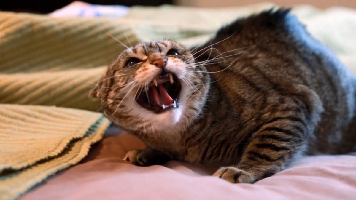 der katzenflüsterer
