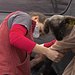 Der unglaubliche Dr. Pol Thumbnail