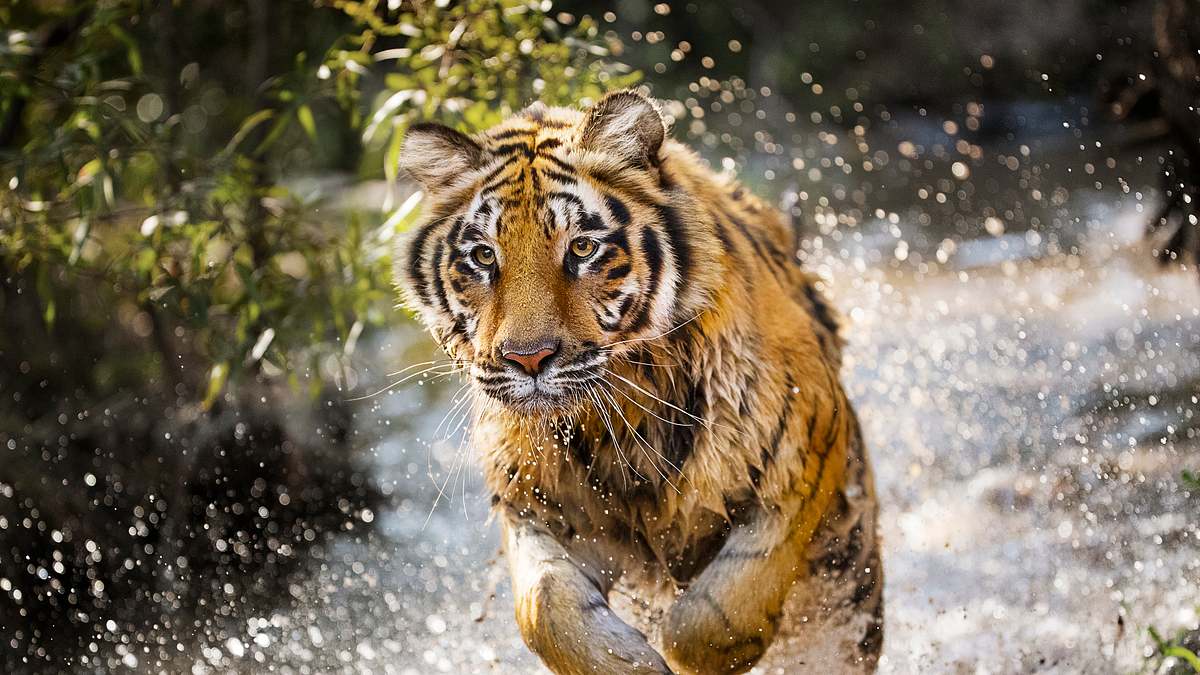 project c.a.t. - eine zukunft für tiger