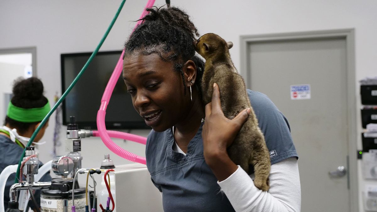 Die Tierärzte von Houston die tierärzte von houston