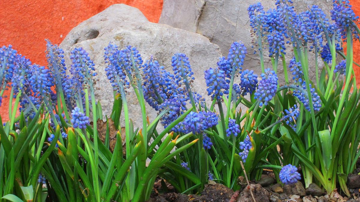 geheimnisvoller garten