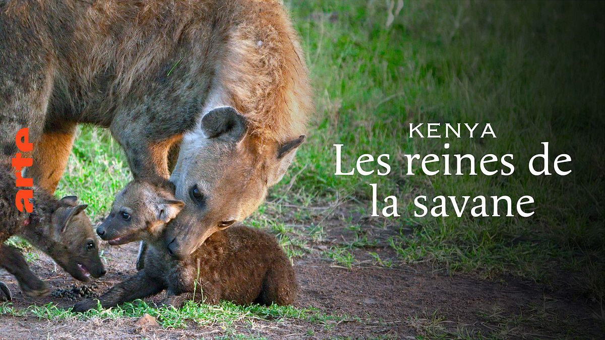 Kenia, Heldinnen der Savanne kenia, heldinnen der savanne