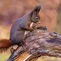 hundkatzemaus Thumbnail
