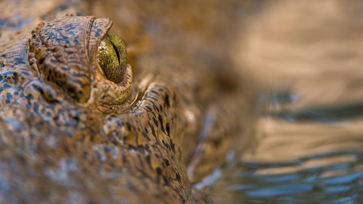 wildes florida: königreich der reptilien