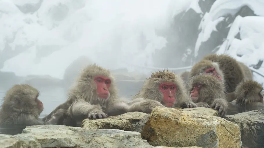 Tierische Superhelden tierische superhelden