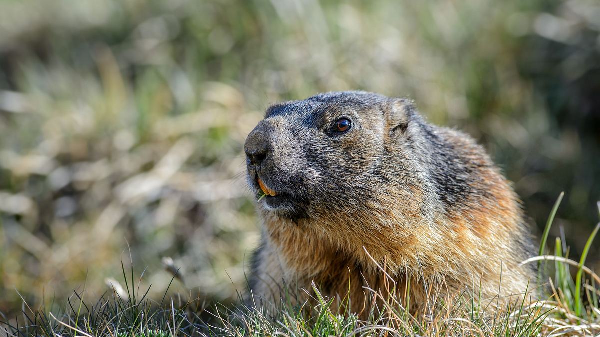 tierwelt der alpen