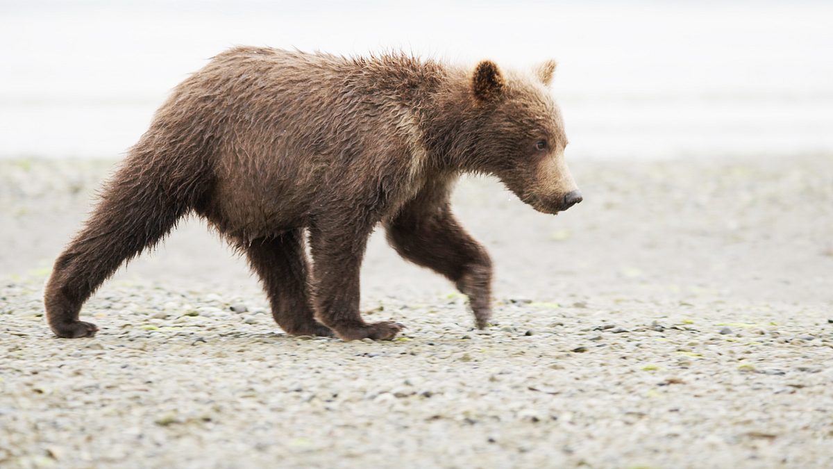 tracker diaries - die bären von alaska