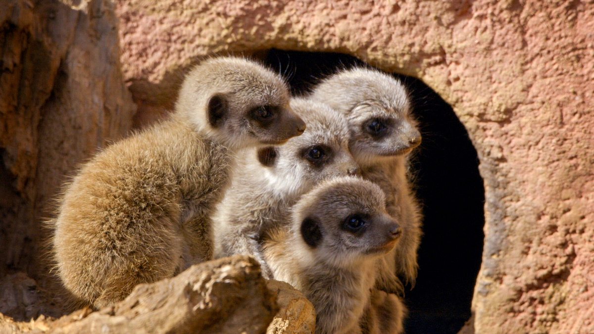 Zoo und so - Tierisch wild! zoo und so - tierisch wild!