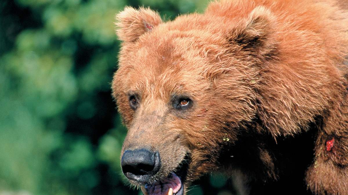 grizzly man