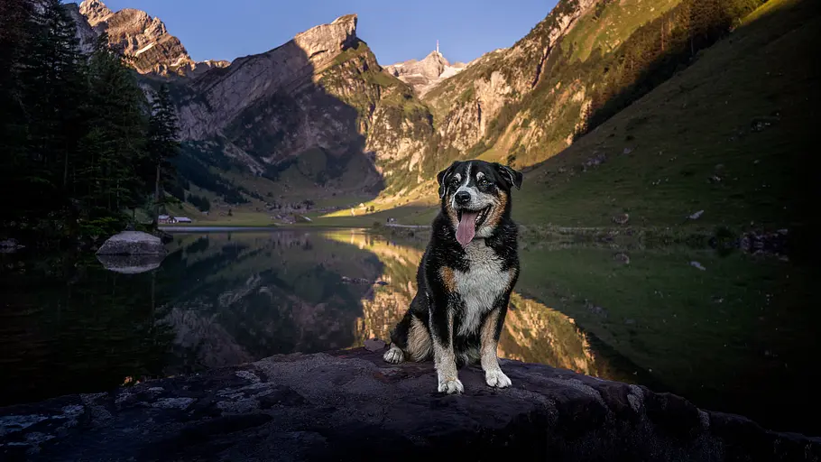 Schweizer Hundegeschichten schweizer hundegeschichten