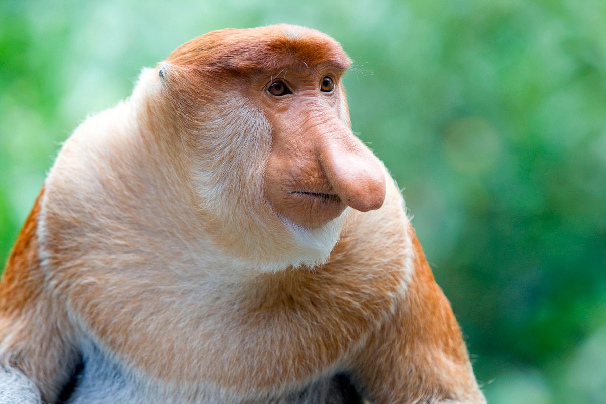 Tierische Außenseiter tierische außenseiter