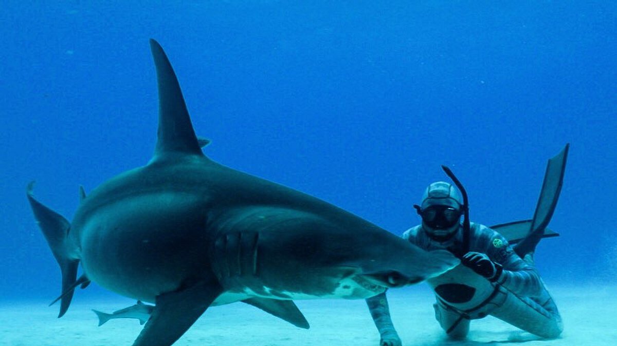 ausgestorben oder nicht: the lost shark