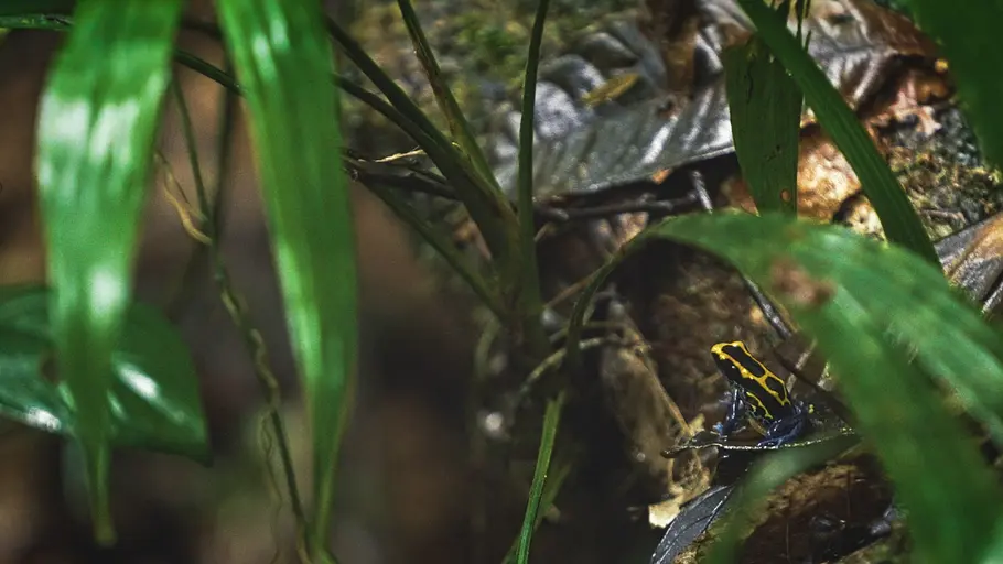 Die verrückte Welt der Amphibien die verrückte welt der amphibien