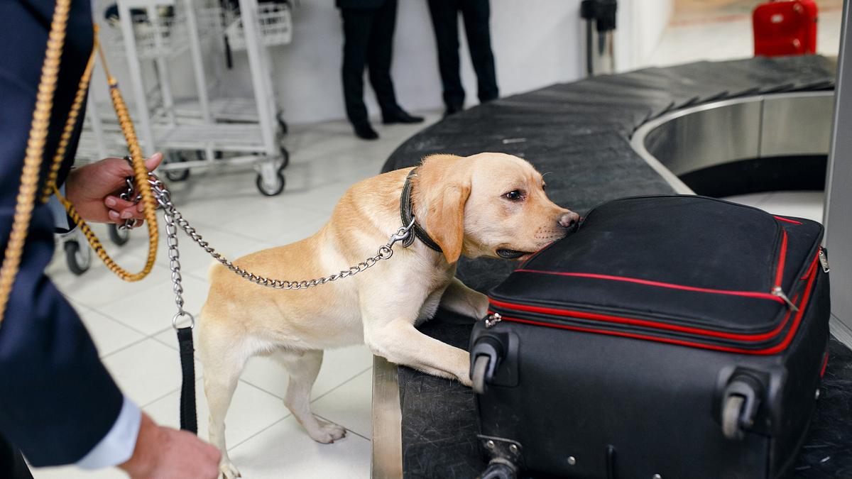 border patrol usa - einsatz an mexikos grenze
