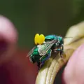 Tierische Doktoren Thumbnail