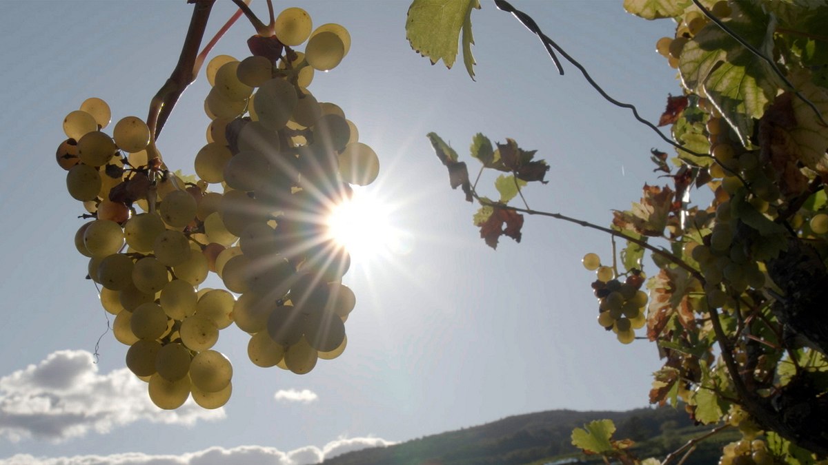 der große weinskandal
