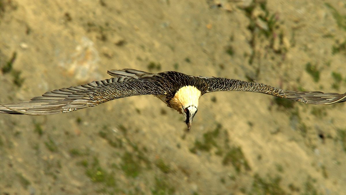 tierwelt der alpen