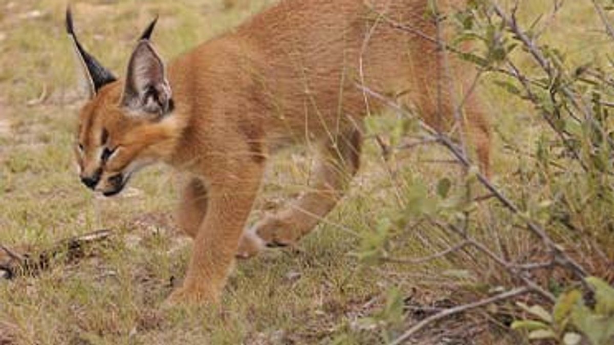 das waisenhaus für wilde tiere - abenteuer afrika