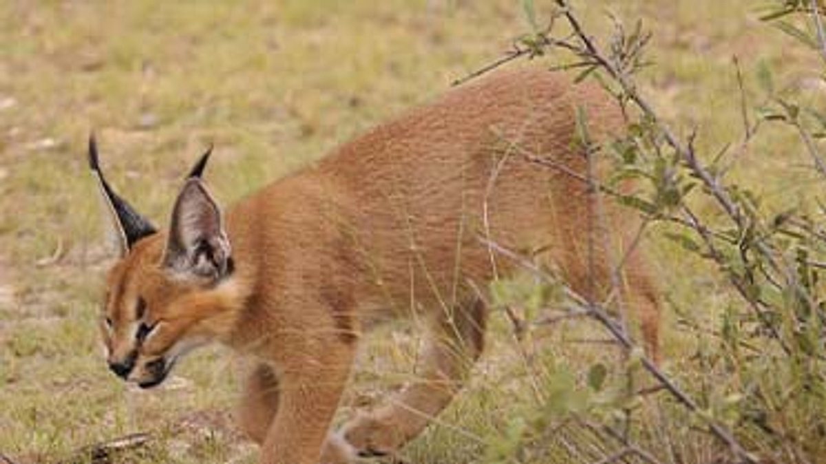 das waisenhaus für wilde tiere - abenteuer afrika