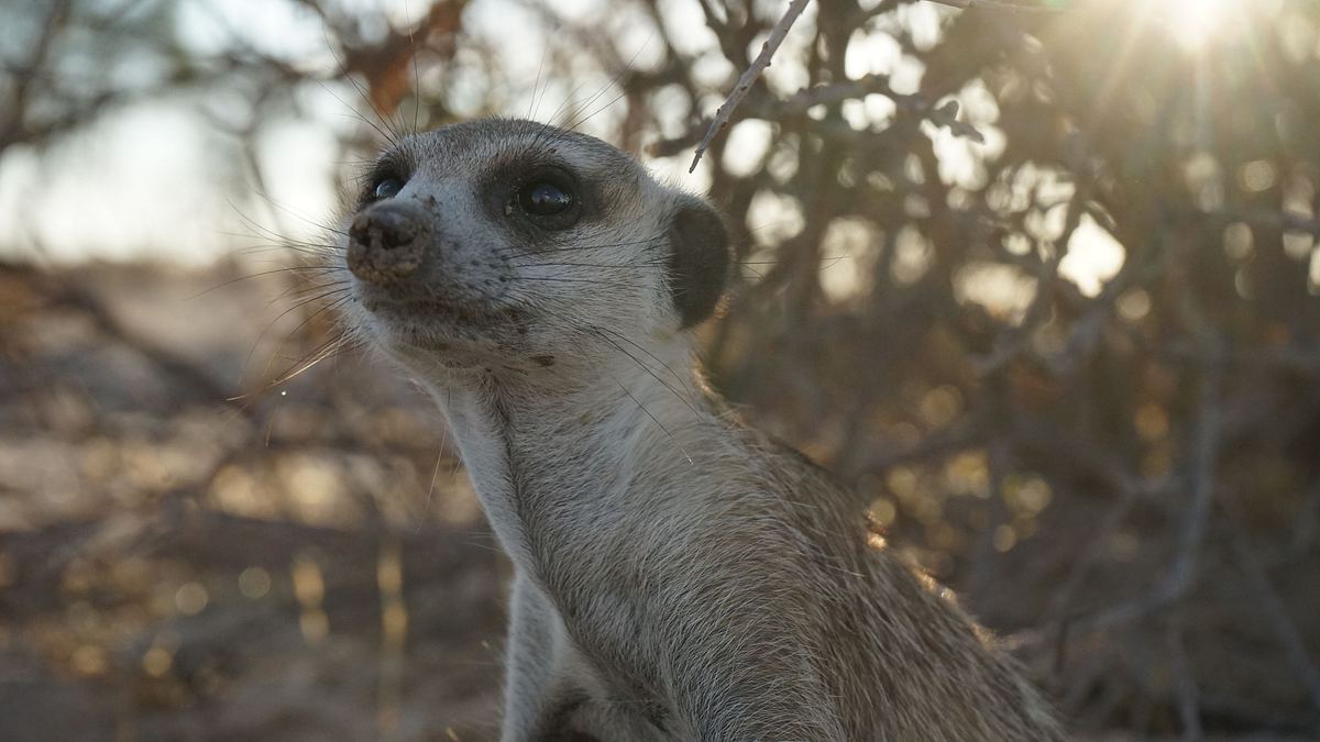 das wunder des lebens: tierbabys