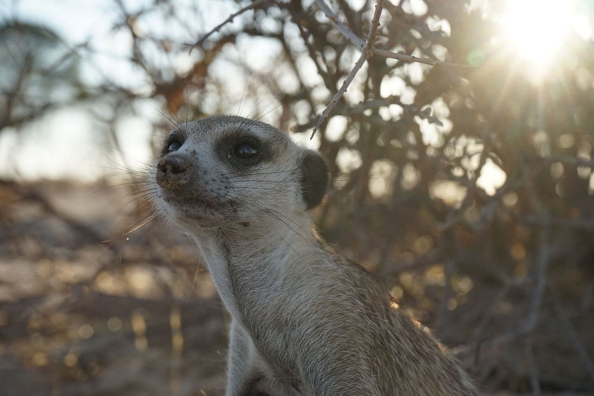 Das Wunder des Lebens: Tierbabys das wunder des lebens: tierbabys