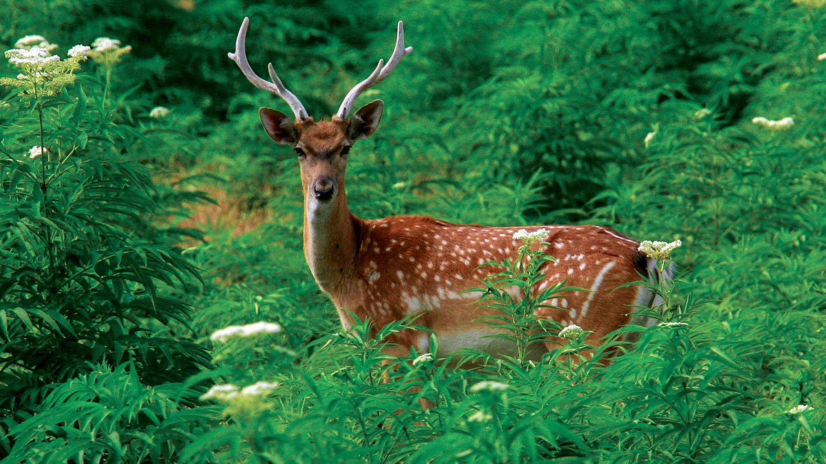 wilder iran