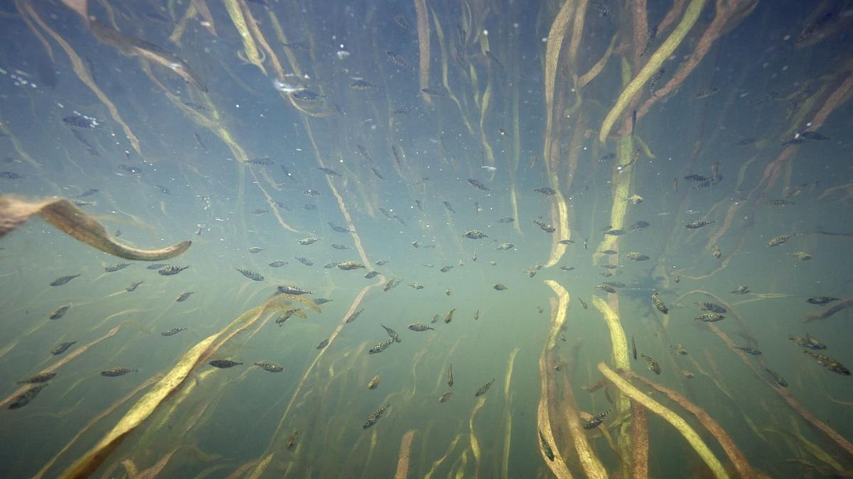 Aal und Co - Süßwasserwelten der Niederlande