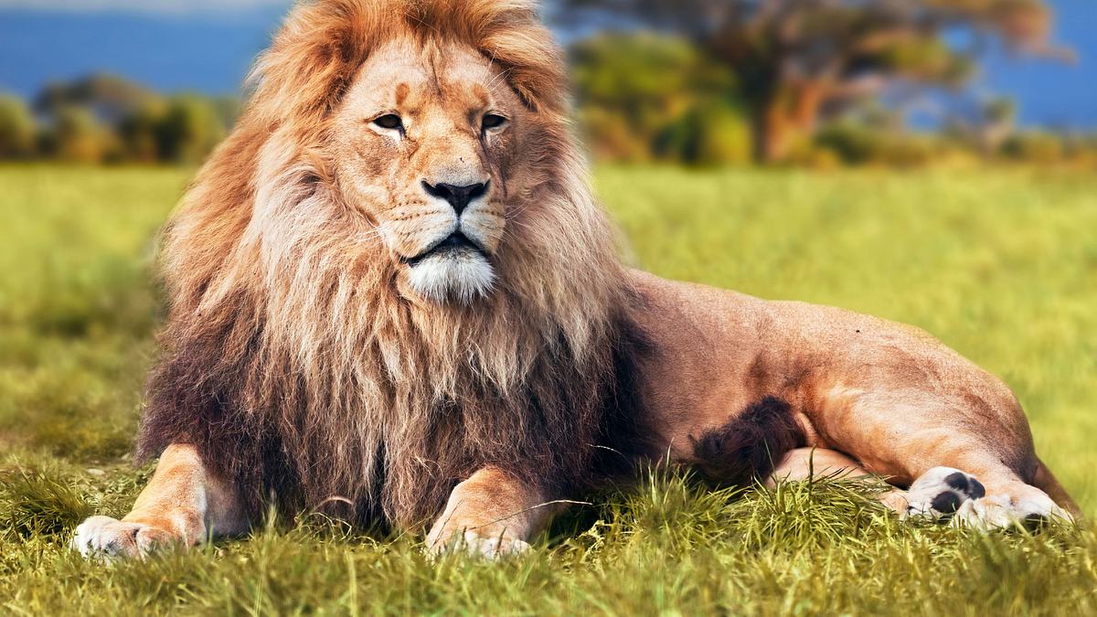 wild 24: ein tag in der wildnis