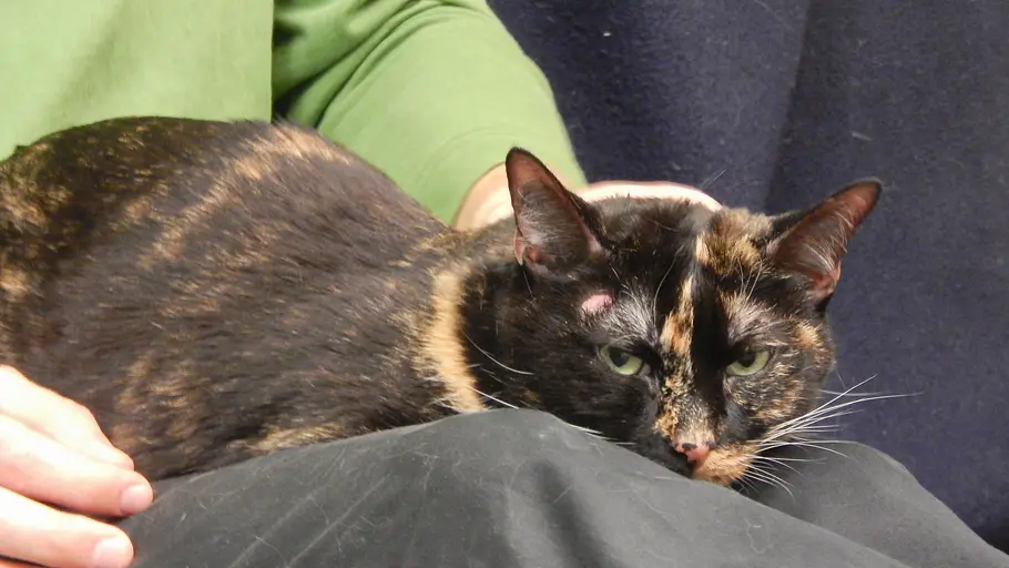Der Katzenflüsterer der katzenflüsterer