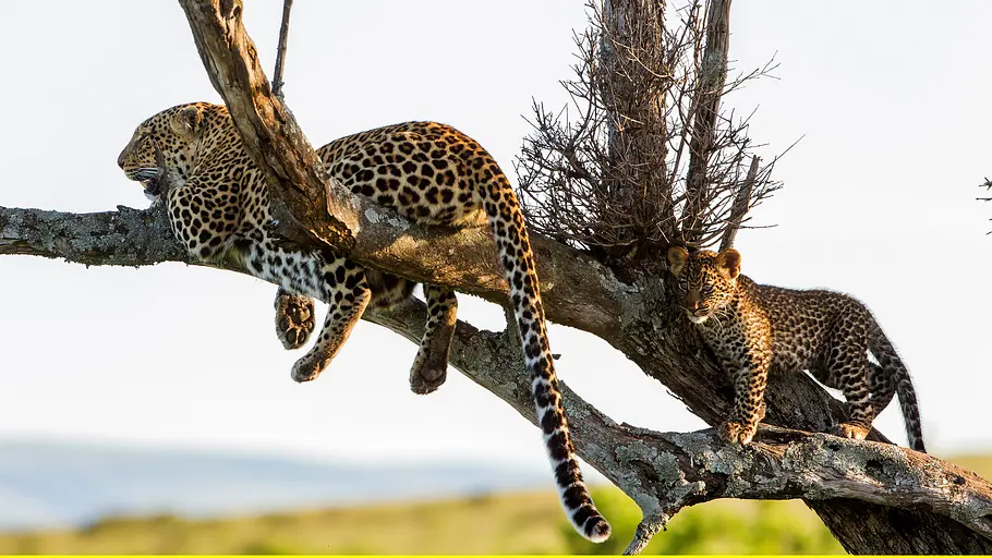 die leopardin
