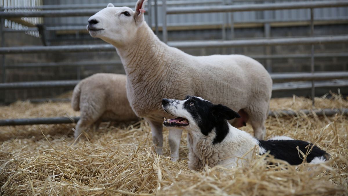 tierische freundschaften