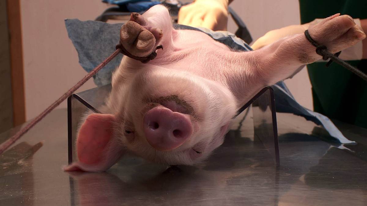 der unglaubliche dr. pol