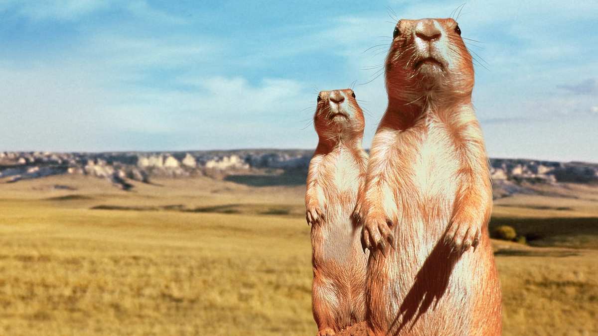 Wunder der Prärie Wunder der Prärie